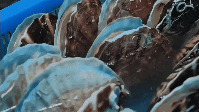 南沙區(qū)還有哪些特色海鮮？