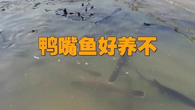 鄭州有哪些花卉市場(chǎng)？：鄭州哪里可以買(mǎi)魚(yú)缸？