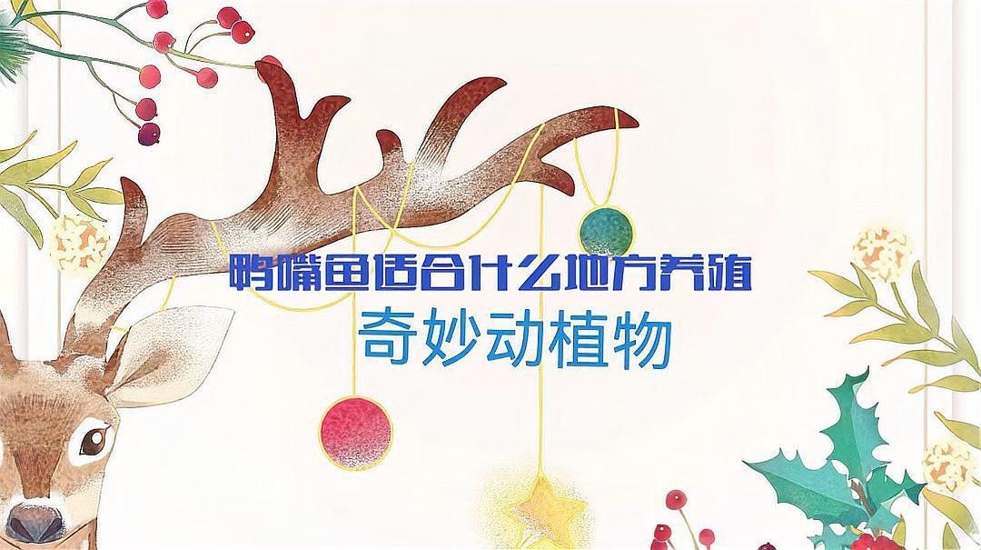 鄭州有哪些花卉市場(chǎng)？：鄭州哪里可以買(mǎi)魚(yú)缸？