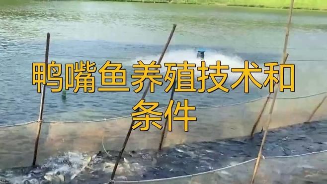 鄭州有哪些花卉市場(chǎng)？：鄭州哪里可以買(mǎi)魚(yú)缸？