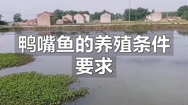 鄭州有哪些花卉市場(chǎng)？：鄭州哪里可以買(mǎi)魚(yú)缸？