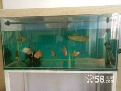 淄博二手魚缸選購指南:二手魚缸如何挑選 魚缸百科 第1張 淄博二手魚缸選購指南:二手魚缸如何挑選 淄博二手魚缸選購指南:二手魚缸如何挑選 魚缸百科 第1張
