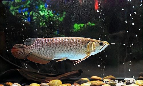 龍魚不能亂擺的原因