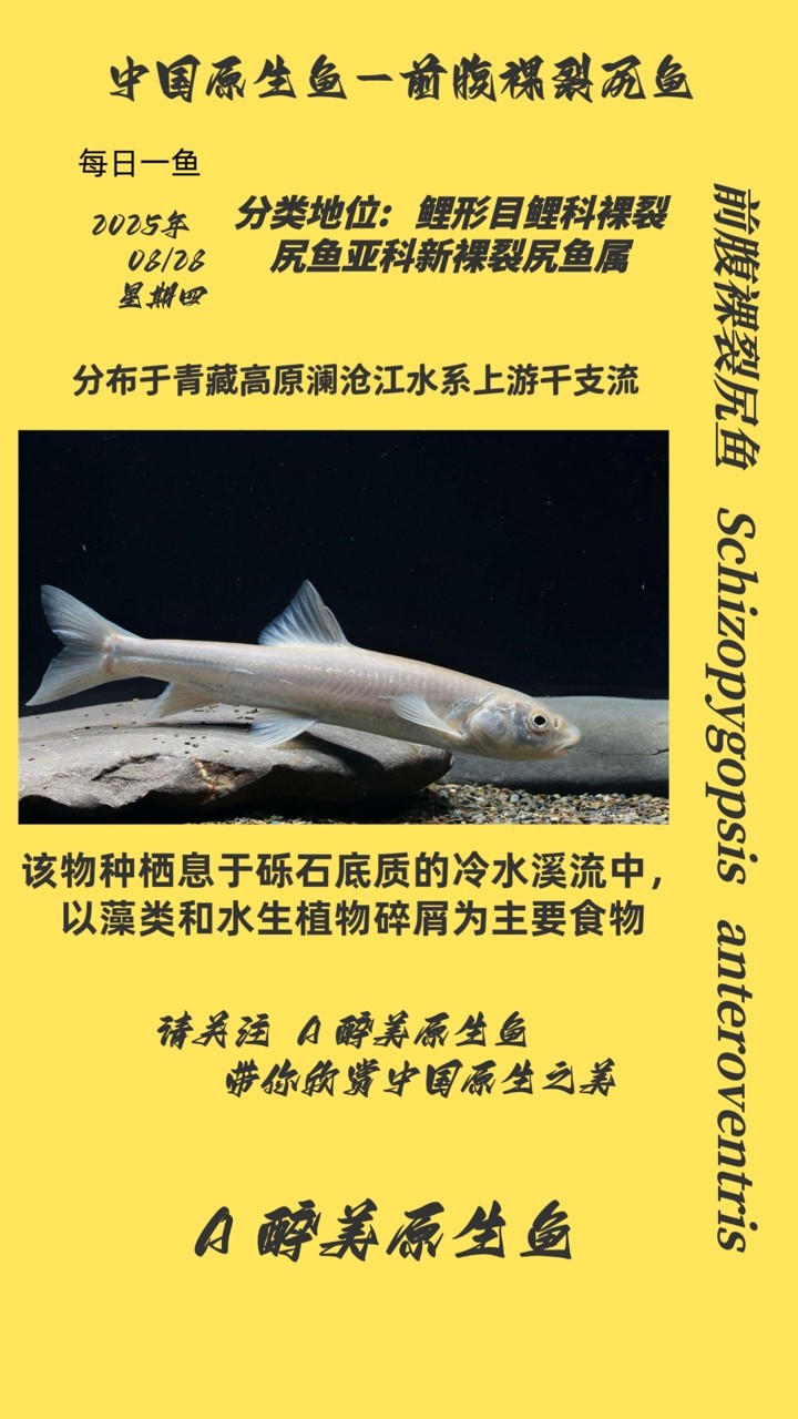 前腹裸裂尻魚