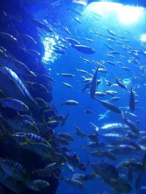 西安水族展覽有哪些特色？