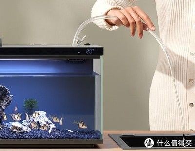 如何遠程控制愛唯希魚缸：如何使用樹莓派和攝像頭遠程控制愛唯希魚缸