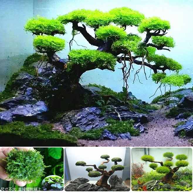 魚缸莫斯樹最忌三種東西：莫斯樹在魚缸中的養護需要注意什么？