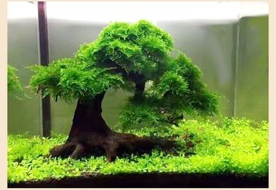 魚缸莫斯樹最忌三種東西：莫斯樹在魚缸中的養護需要注意什么？