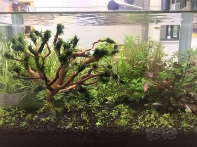 魚缸莫斯樹最忌三種東西：莫斯樹在魚缸中的養護需要注意什么？