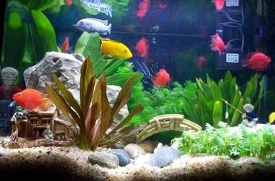 魚缸里的魚聚集是怎么回事：如何改善魚缸水質