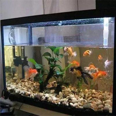 魚缸里的魚聚集是怎么回事：如何改善魚缸水質