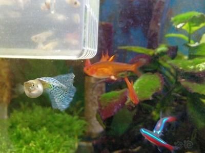魚缸里的魚聚集是怎么回事：如何改善魚缸水質