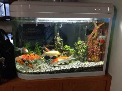 紅鸚鵡魚缸水發渾怎么處理（紅鸚鵡魚缸水發渾可能是由于多種原因造成的）
