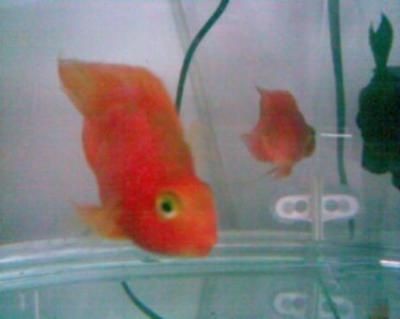 紅鸚鵡魚缸水發渾怎么處理（紅鸚鵡魚缸水發渾可能是由于多種原因造成的）