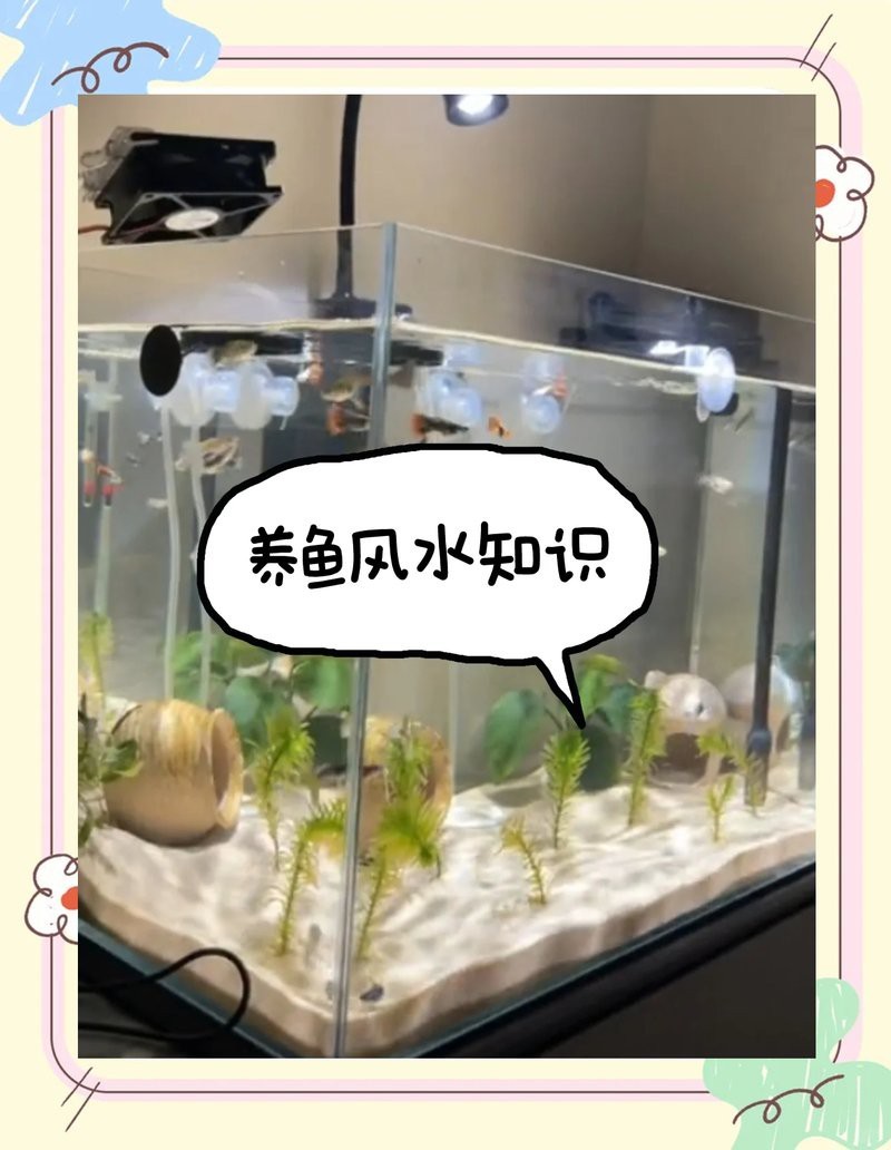 1990屬馬養幾條魚最招財