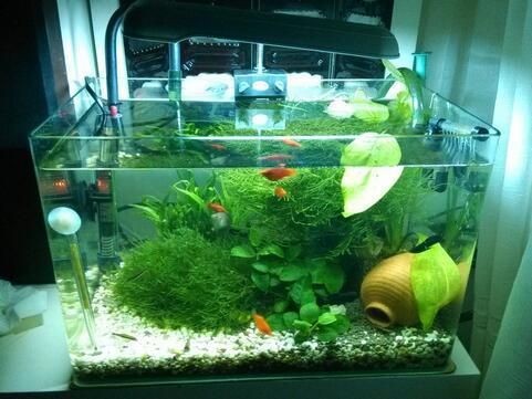 魚缸里水發白渾濁是怎么回事（如何快速改善魚缸水渾濁的應急處理魚缸水渾濁的應急處理）