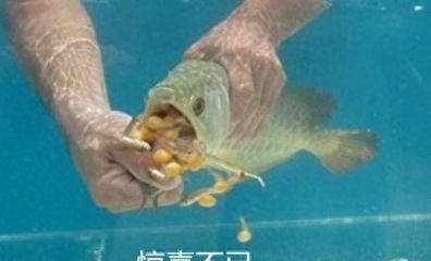 龍魚換水溫差多少：龍魚換水操作步驟詳解