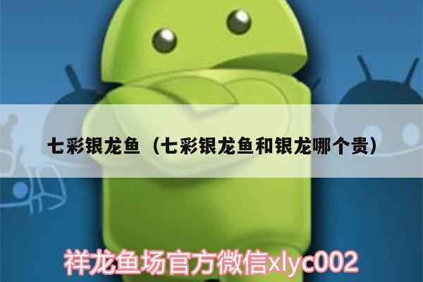 七彩銀龍魚（七彩銀龍魚和銀龍哪個貴）