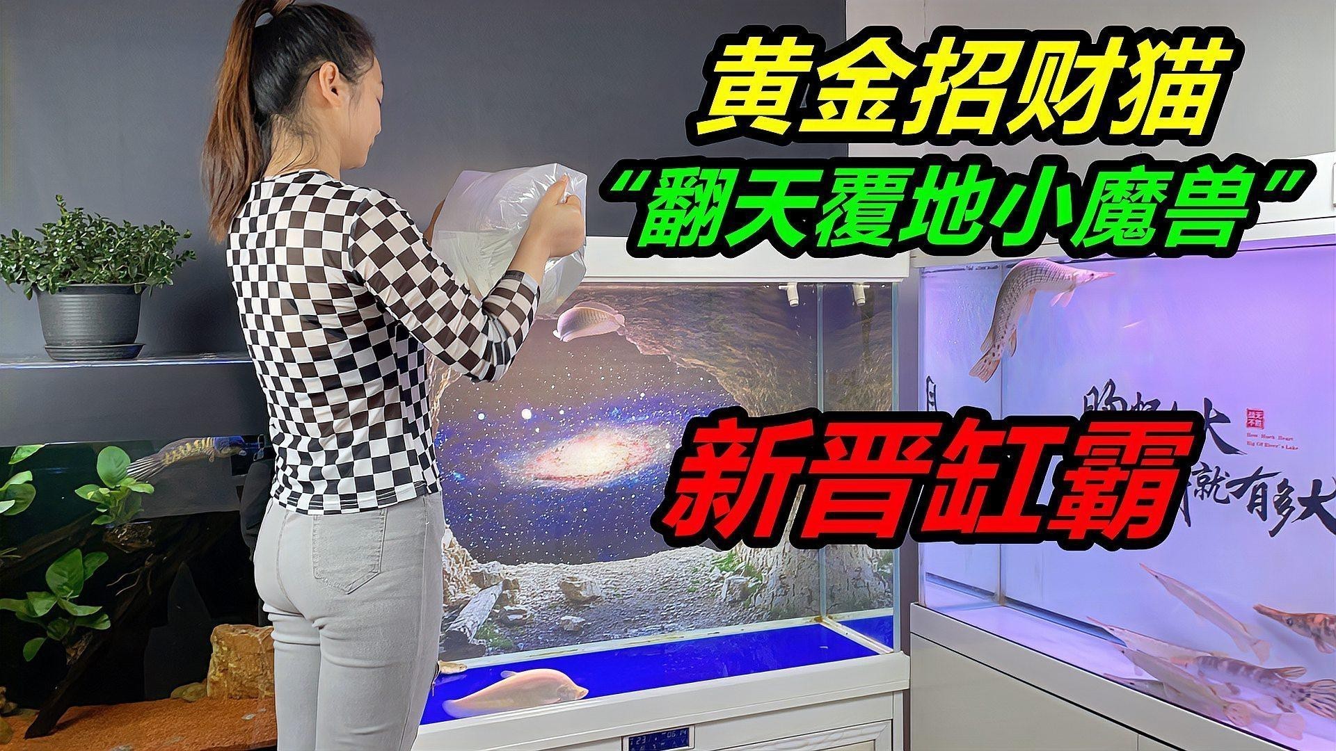 如何判斷招財(cái)貓魚和龍魚是否適應(yīng)？