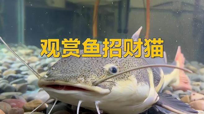 如何判斷招財(cái)貓魚和龍魚是否適應(yīng)？