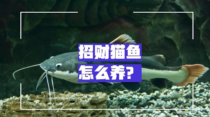 如何判斷招財(cái)貓魚和龍魚是否適應(yīng)？