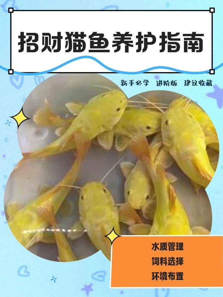 如何判斷招財(cái)貓魚和龍魚是否適應(yīng)？
