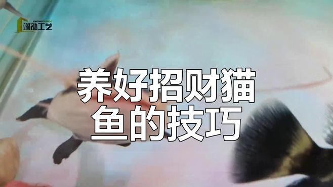 如何判斷招財(cái)貓魚和龍魚是否適應(yīng)？