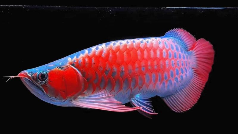 龍魚介紹山海經