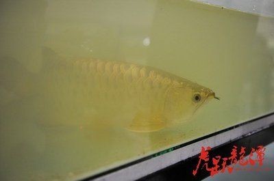 虎躍龍?zhí)豆倬W(wǎng)龍魚之巔【虎躍龍?zhí)豆倬W(wǎng)龍魚之巔虎躍龍?zhí)豆倬W(wǎng)龍魚之巔虎躍龍?zhí)豆倬W(wǎng)龍魚之巔】