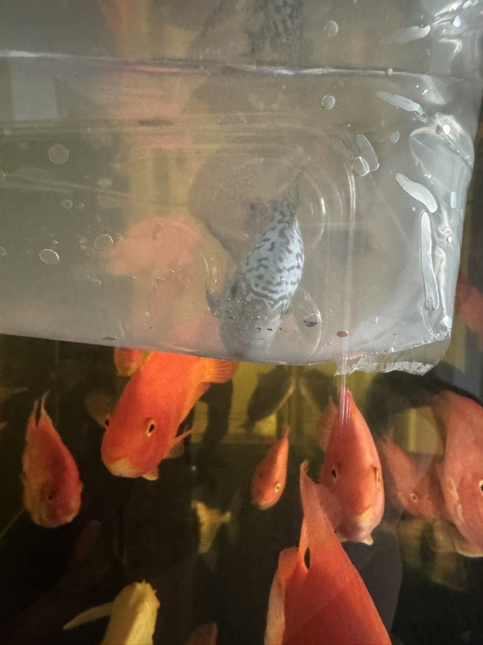 混養停不下又添一小賽級