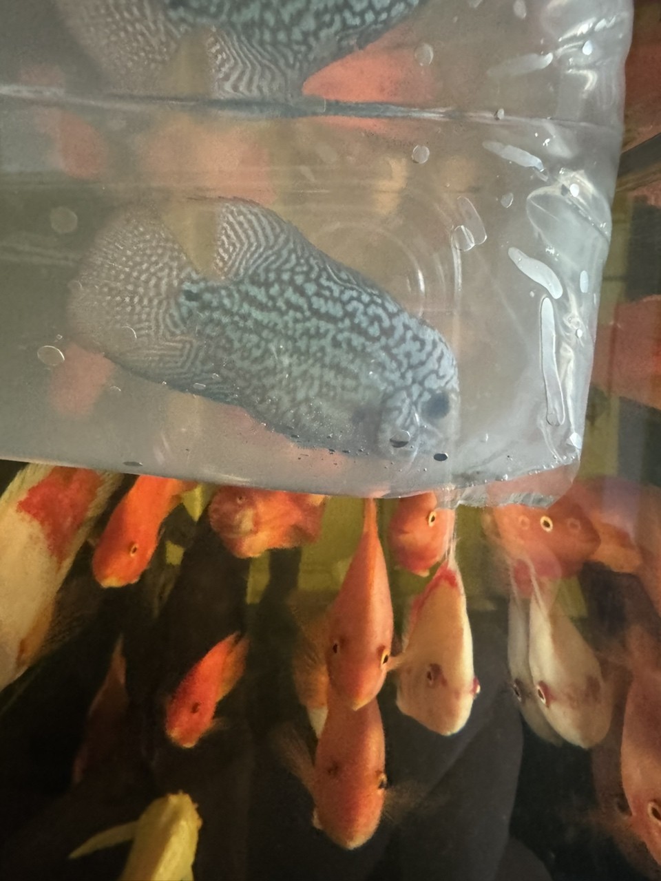宣州龍魚有哪些品種？（宣州龍魚品種選購指南：宣州龍魚品種選購指南）