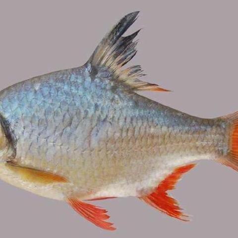雙線側魚最大能養多大