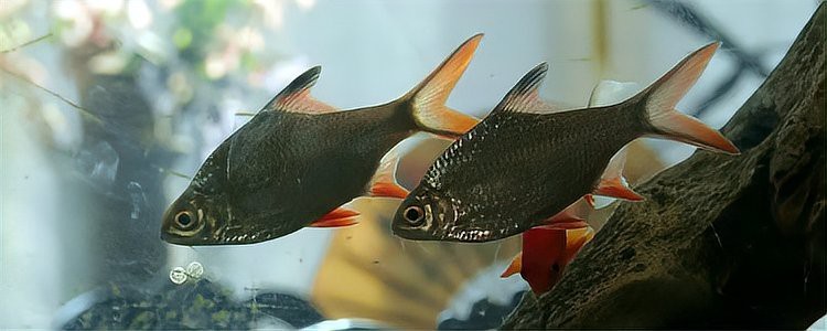 雙線側魚最大能養多大