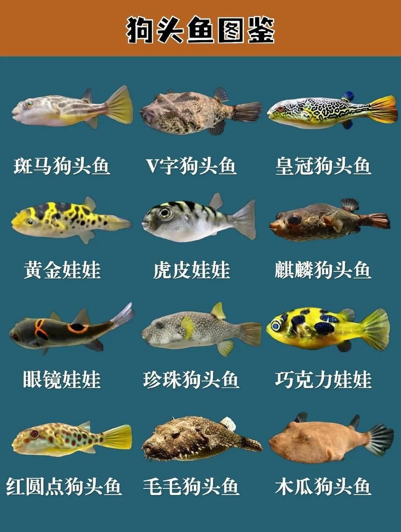 狗頭魚圖片