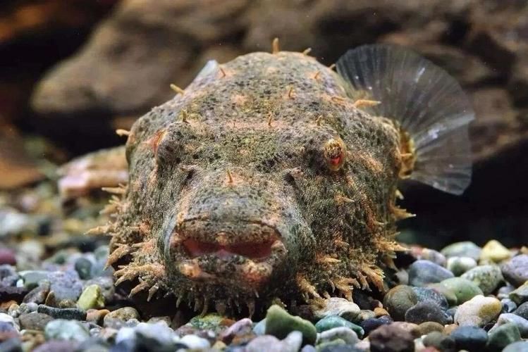 狗頭魚圖片