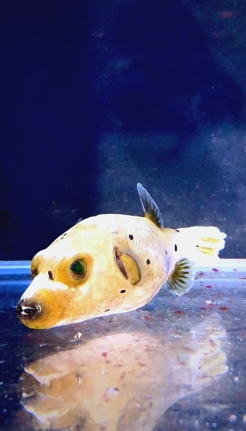 狗頭魚圖片