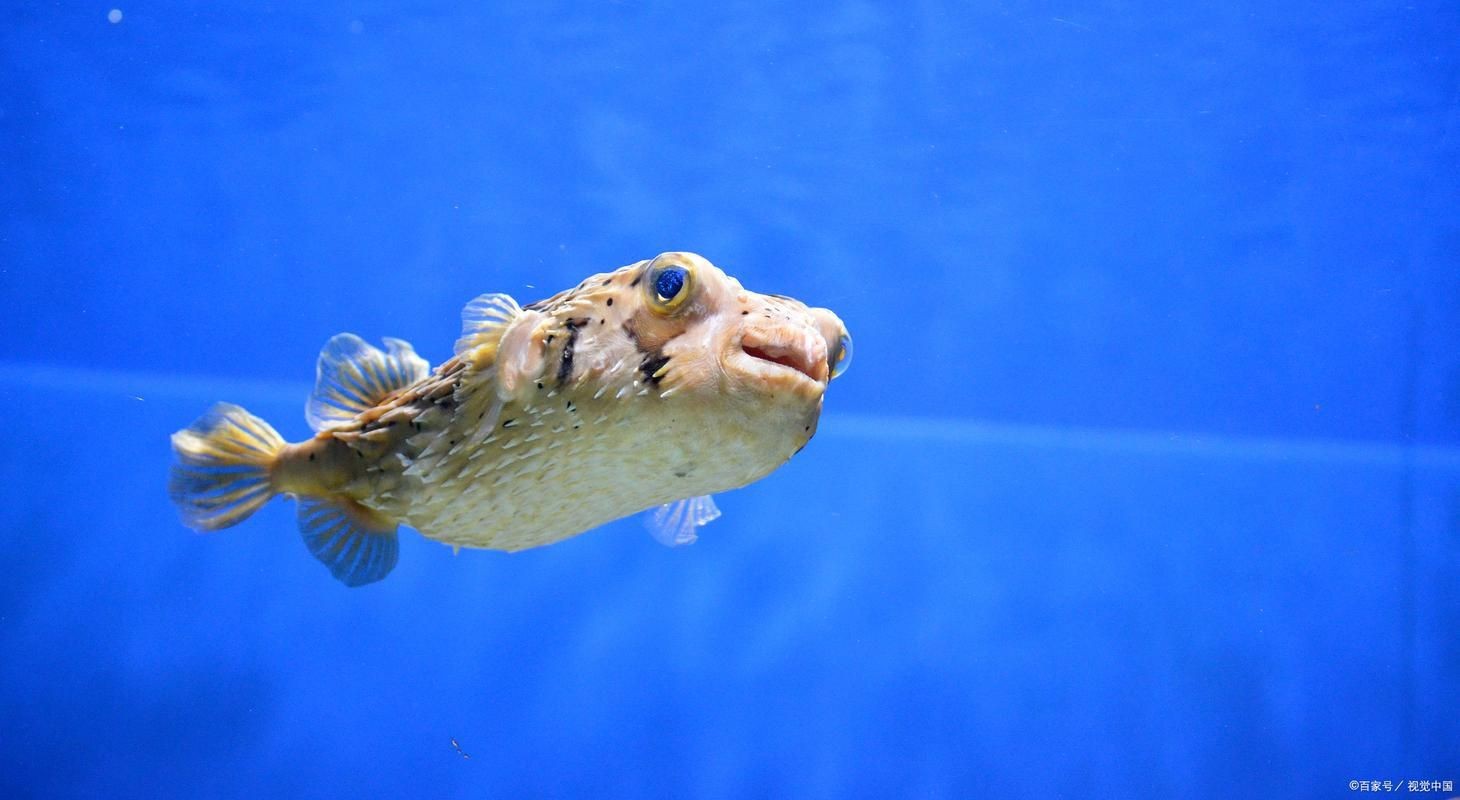 狗頭魚圖片