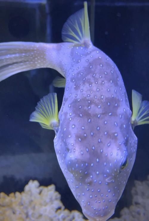 狗頭魚圖片