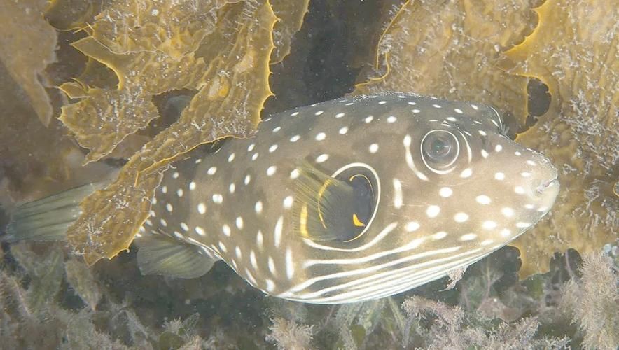 狗頭魚圖片