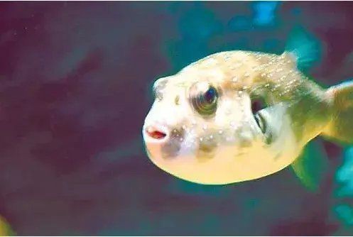 狗頭魚圖片