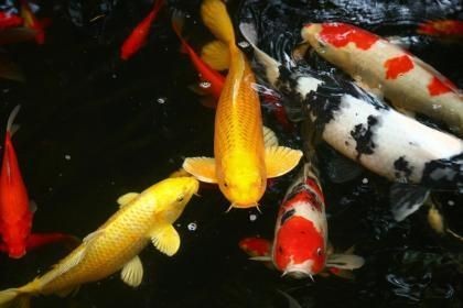 我的心愛之物 魚缸：“我的心愛之物魚缸”森森sunsun魚缸特色功能
