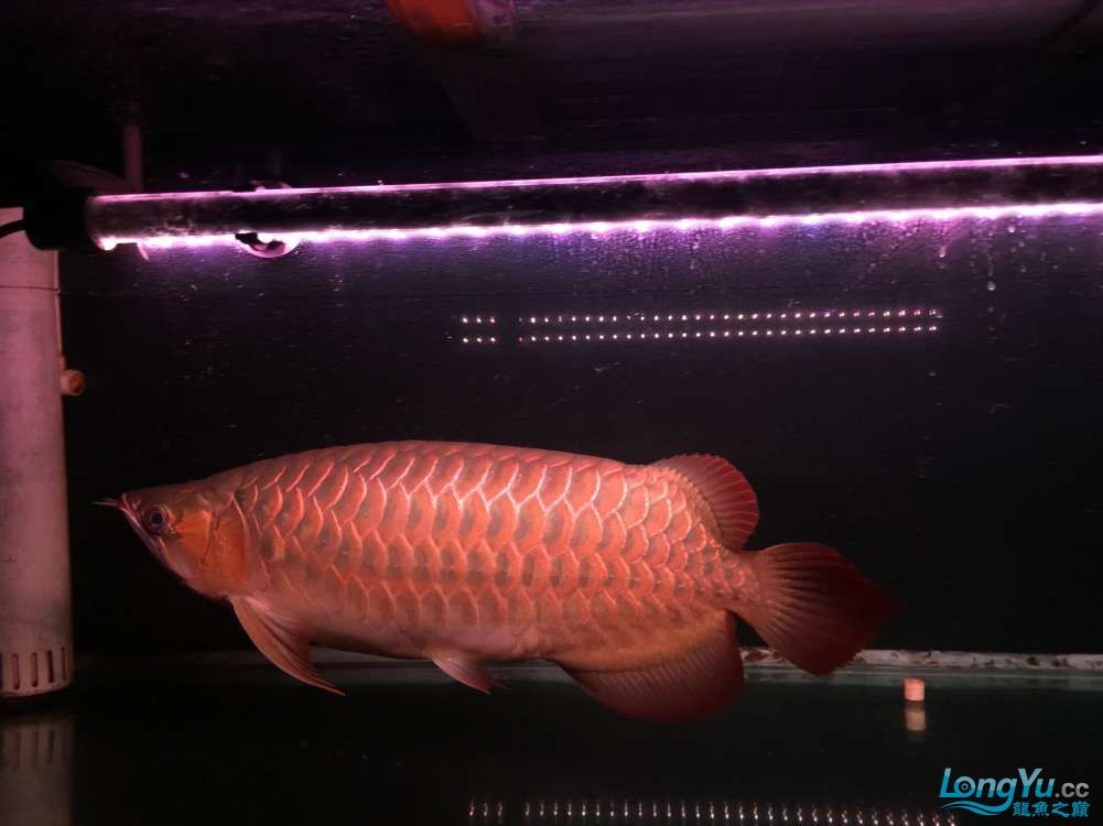 出售自養(yǎng)三歲辣椒紅龍一條山東限自提