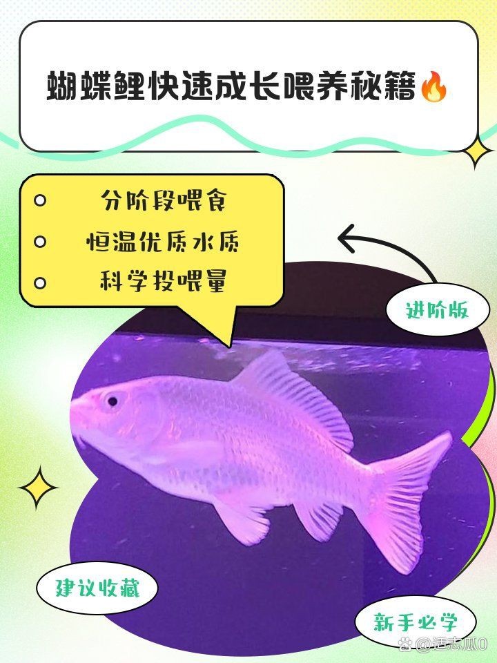 蝴蝶鯉十大最佳飼料
