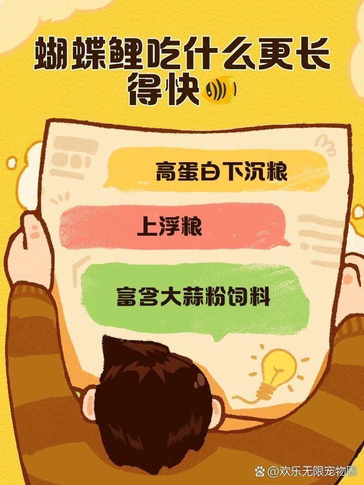 蝴蝶鯉十大最佳飼料
