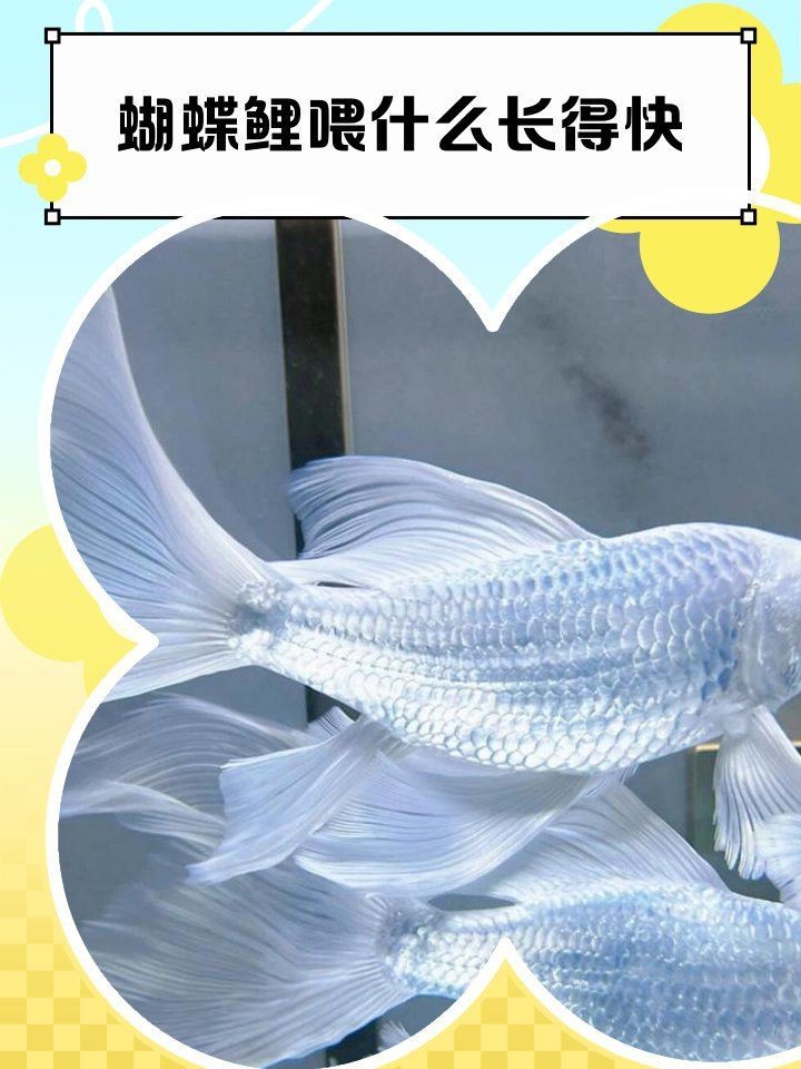 蝴蝶鯉十大最佳飼料