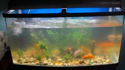 芝罘區棲息地水族館（芝罘區棲息地水族館電話）