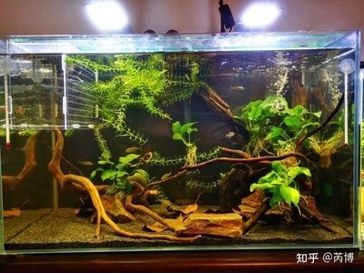 橄欖葉放魚缸產生的黃水是暫時的，并不會對魚造成傷害：橄欖葉中單寧酸的作用機制幫助養魚者更好地掌握添加量