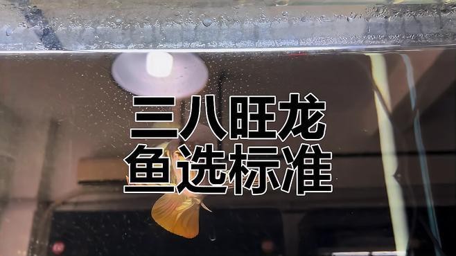 龍魚進貨時如何挑選品質？