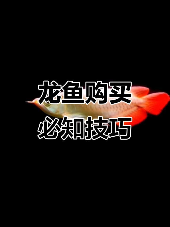 龍魚進貨時如何挑選品質？