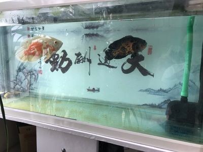 滴漏魚缸過濾（滴漏魚缸過濾是一種高效且美觀的過濾方式）